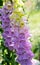 Foxglove with pink and yellow white blossoms - genus Digitalis - lilluminated by summer sun