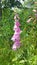 Foxglove Plant