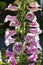 Foxglove plant with blossoms