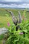 Foxglove plant (Digitalis purpurea)