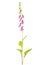 Foxglove plant isolated