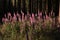 Foxglove plants on forest clearing