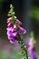 Foxglove ultra violet blooming in summer