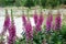 Foxglove on wetland water bank.