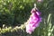 Foxglove wild flower