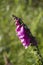 Foxglove wild flower