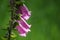 Foxgloves