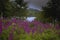 Foxgloves dartmoor national park devon