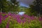 Foxgloves on Dartmoor National Park Devon uk