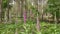 Foxgloves digitalis in the forest