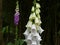 Foxgloves - Digitalis - growing in the countryside in England