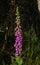 Foxgloves. Digitalis macro flowers. Outdoor, botanical garden. Poisonous plant