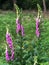 Foxgloves in Epping Forest