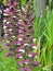 Foxgloves foxglove climbing trailing flowers plants seed pods