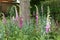 Foxgloves in a garden