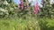 foxgloves in a meadow in the mountains