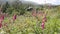 foxgloves in the mountains in Galicia, Spain