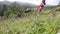 foxgloves in the mountains near a house