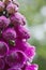 Foxgloves after the rain