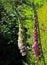 Foxgloves, two, pink and cream, against green conifer.