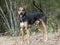 Foxhound and Coonhound mixed breed dog with floppy ears