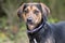 Foxhound and Coonhound mixed breed dog with floppy ears