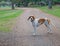 Foxhound stood on road