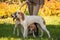 Foxhounds  beagles on leads waiting for parforce hunting during sunny day in autumn