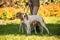 Foxhounds  beagles on leads waiting for parforce hunting during sunny day in autumn