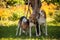 Foxhounds  beagles on leads waiting for parforce hunting during sunny day in autumn