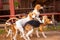 Foxhounds on leads waiting for parforce hunting