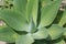 Foxtail Agave - Succulent Plant Close Up