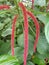 Foxtail Amaranth