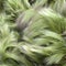 Foxtail Barley (Hordeum Jubatum)