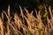 Foxtail grass