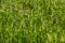 Foxtail grasses closeup background