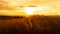 Foxtail grasses at sunset, Setaria viridis, selective focus