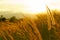 Foxtail grasses at sunset, Setaria viridis, selective focus