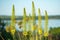 Foxtail lilies. Desert Candles, Eremurus