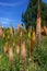 Foxtail Lilies in Summer Garden