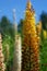 Foxtail Lilies in Summer Garden