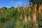 Foxtail Lilies in Summer Garden