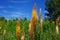 Foxtail Lilies in Summer Garden