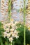 Foxtail Lily (Eremurus) flowers