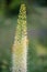 Foxtail lily, Eremurus robustus, close-up flowering spike