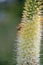 Foxtail lily, Eremurus robustus, close-up flowers with honey bee