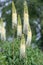 Foxtail lily, Eremurus robustus,  flowering plants