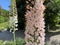 The foxtail lily Eremurus robustus, Giant desert candle, Riesen-Steppenkerze, Lilienschweif oder Turkestan-Steppenkerze