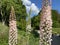 The foxtail lily Eremurus robustus, Giant desert candle, Riesen-Steppenkerze, Lilienschweif oder Turkestan-Steppenkerze