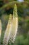 Foxtail lily, Eremurus robustus, inflorescences